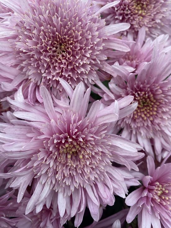 Хризантема черенок Radiant Rythme