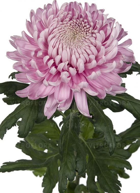 Хризантема саджанець Hornbill (рожева)