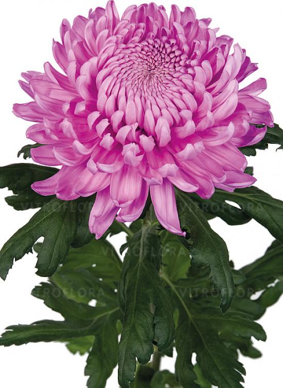 Хризантема черенок Hornbill Dark (розовая)