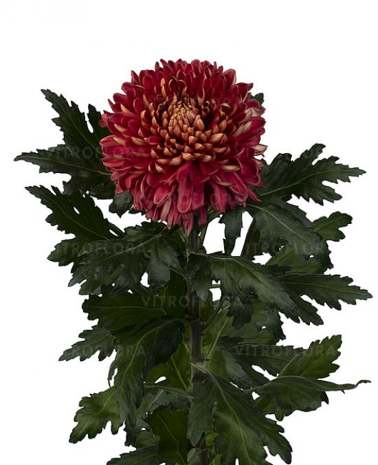 Хризантема саджанець Hornbill Salmon (бордовий)