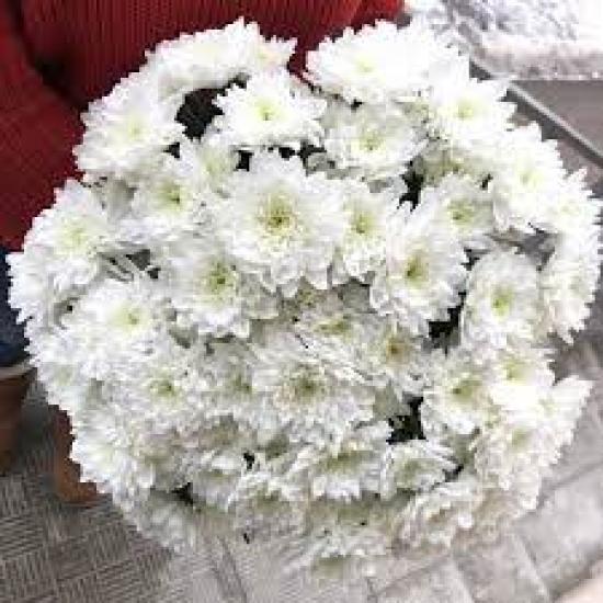 Хризантема саженец Pina Colada (белая)