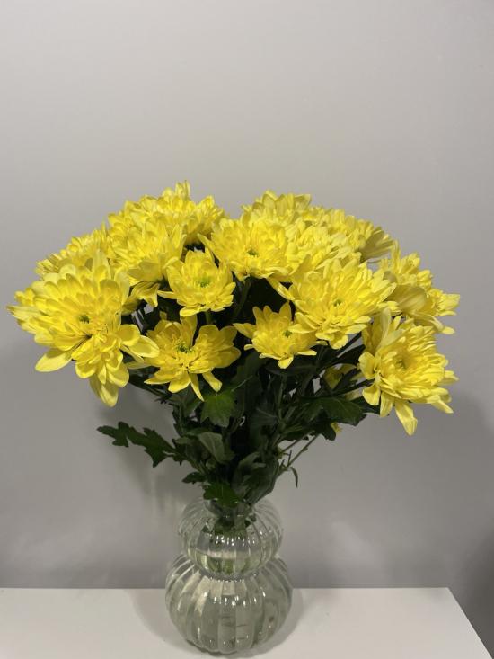 Хризантема саженец Pina Colada Yellow