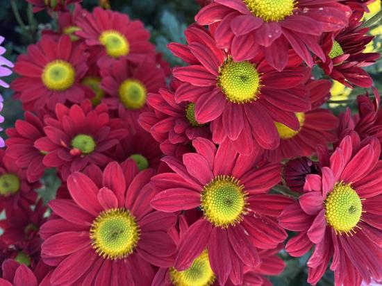 Хризантема черенок Redstart (красная)