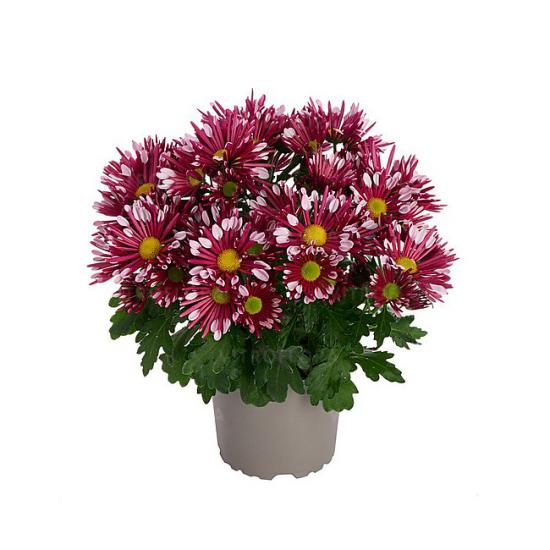 Хризантема саджанець Splash Loki Pink (темно-рожева)