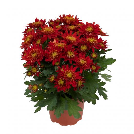 Хризантема саджанець Suntaste Red Imp. (червоний)
