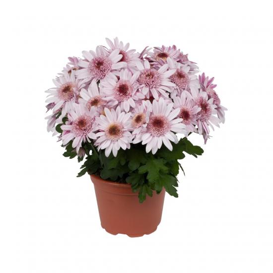 Хризантема саджанець Suntaste Pink (порпуровий)