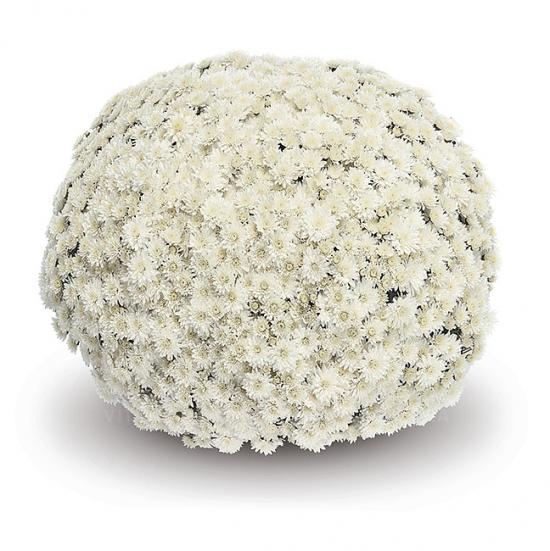 Хризантема черенок Nazimi White