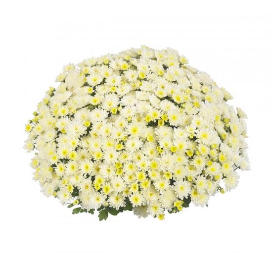 Хризантема саджанець Ditto White (білий)