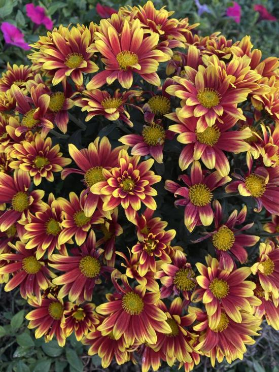 Хризантема саджанець Ciotat Red-Gold (жовто-червоний)