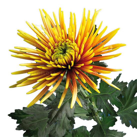 Хризантема черенок Saffina (бронзовая)