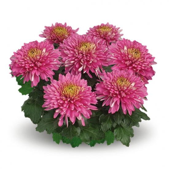 Хризантема черенок Sunkiss Pink