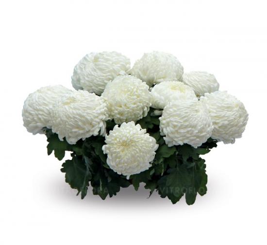 Хризантема саджанець Sunberry White