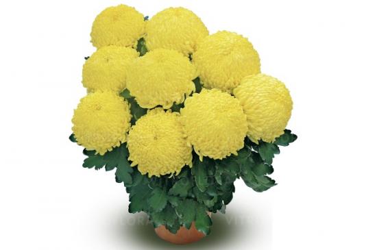 Хризантема черенок Sunberry Cream