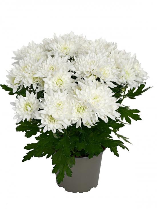 Хризантема черенок Mount Corbet