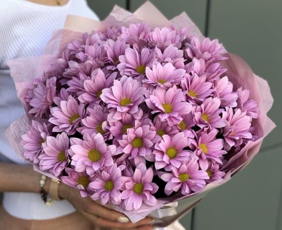 Хризантема саджанець Rihanna