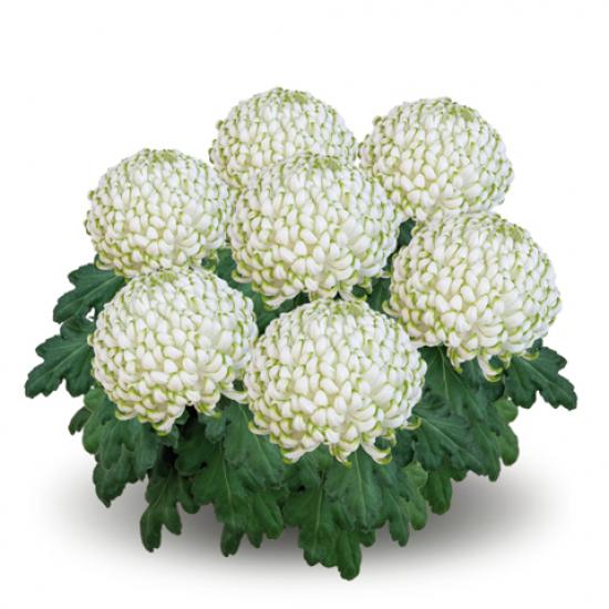 Хризантема саджанець Greenstar(біло-зелена)