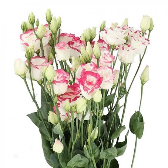 Эустома черенок Rosita 2 Hot Lips