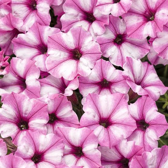 Supertunia mini Vista Pink Star