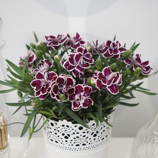 Розсада гвоздики махрової DiaDeur Sophie (бордово-білий)