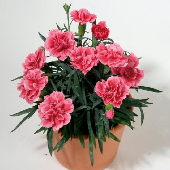 Розсада гвоздики махрової  Super Trouper Elise (персиковий)