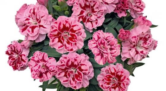 Розсада гвоздики махрової Oscar Pink Heart