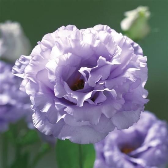 Эустома черенок Corelli 2 Lavender (лавандовый)