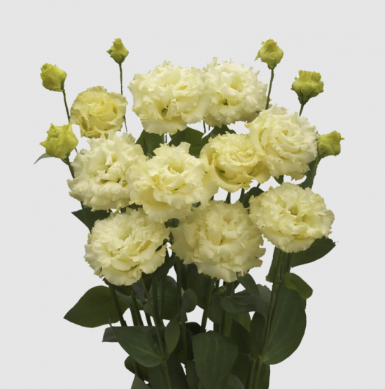 Эустома черенок Corelli 3 Yellow  Impr. (желтая)