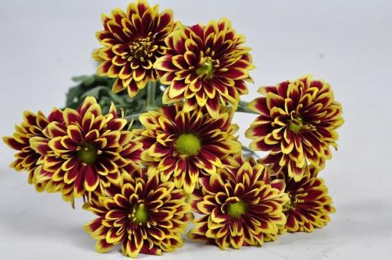 Хризантема черенок  Amethyst Yellow (красно-желтый))