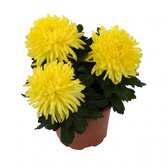 Хризантема саджанець Cosmo Compact Yellow (жовта)