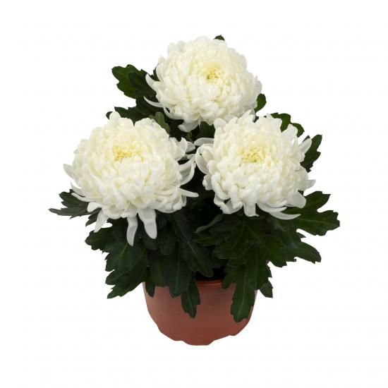 Хризантема саджанець Cosmo Compact White (білий)