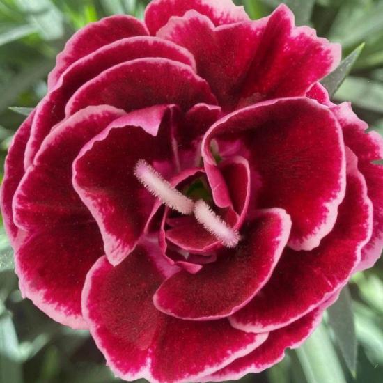 Розсада гвоздики махрової Dinamic Burgundy Bicolor (бордовий)