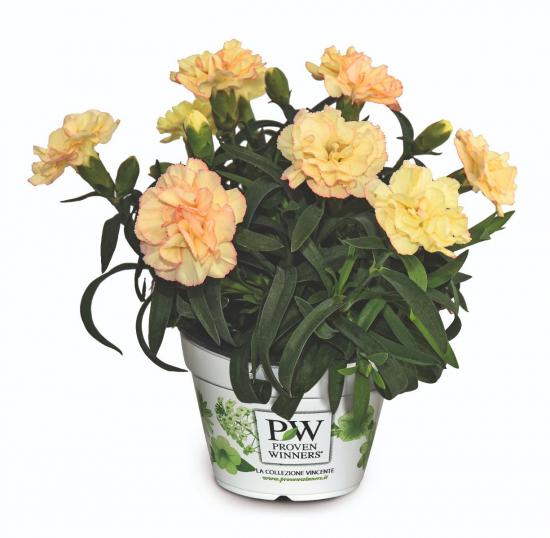 Розсада гвоздики махрової Pinocchio Sole (світло-жовта)