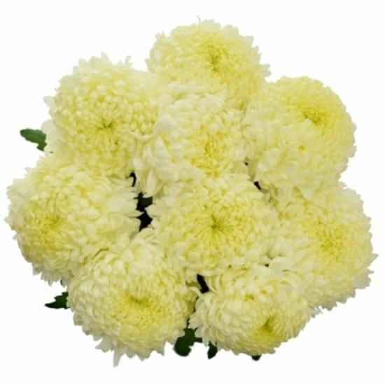 Хризантема саджанець Vienna Yellow (жовта)