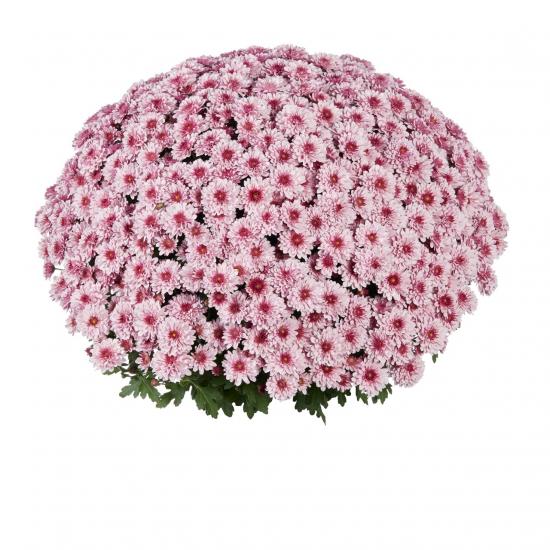 Хризантема черенок Late Banquet Pink bicolor