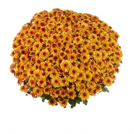 Хризантема черенок Late Banquet Red Bicolor