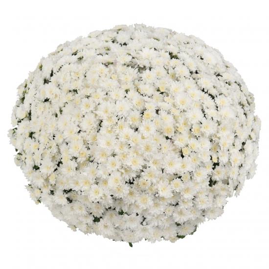Хризантема черенок Late Ceremony White