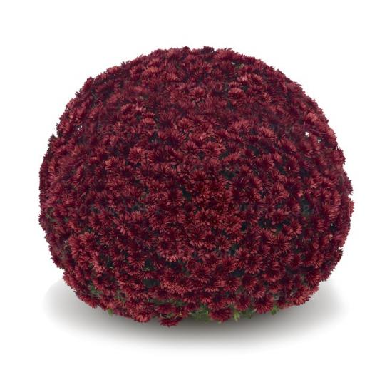 Хризантема черенок Aduro Red