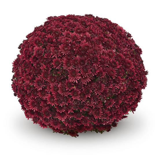 Хризантема саджанець Sorini Red (бордова)