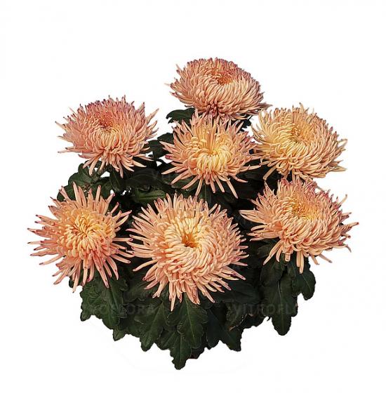 Хризантема черенок Alaka Peach (персиковая)