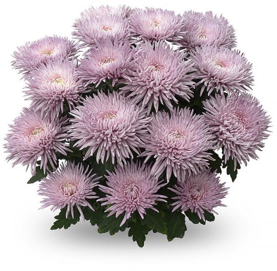 Хризантема черенок Alaka Rose (розовая)