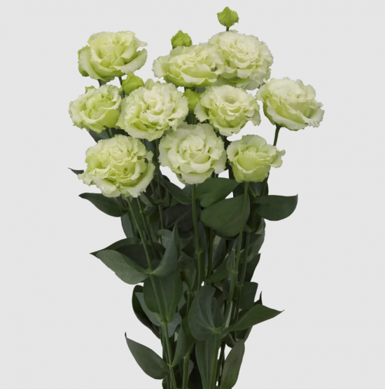 Эустома черенок Corelli 3 Green (зеленая)