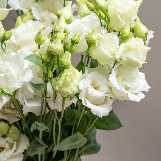 Еустома саджанець Alissa 2 Pure White (белый)