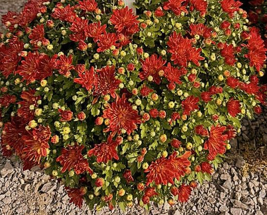 Хризантема саджанець Tiger Eyes