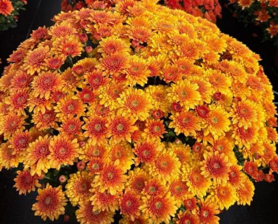 Хризантема саджанець Touchdown Bronze