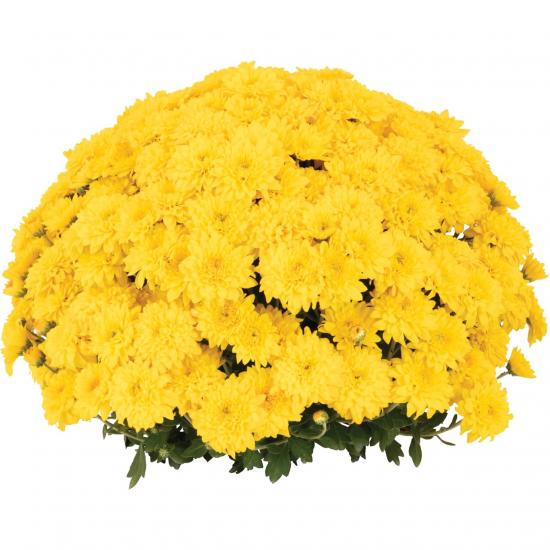 Хризантема саджанець Touchdown Yellow