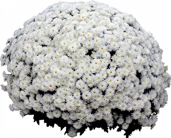 Хризантема черенок Matari (белая)