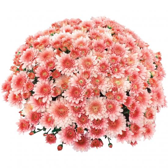 Хризантема саджанець Touchdown Orange