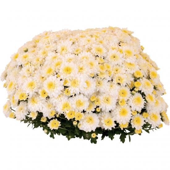 Хризантема саджанець Touchdown White