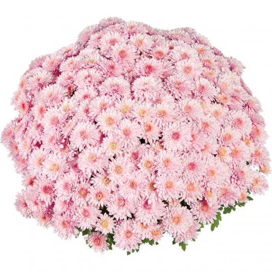 Хризантема саджанець Touchdown Bicolor Pink
