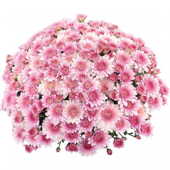 Хризантема саджанець Touchdown Purple (світло-фіолетова)